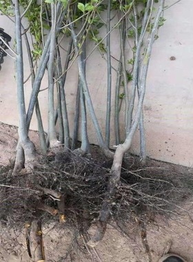 软枣苗无核黑枣苗野柿子苗君迁子苗嫁接柿子沾木苗果树苗