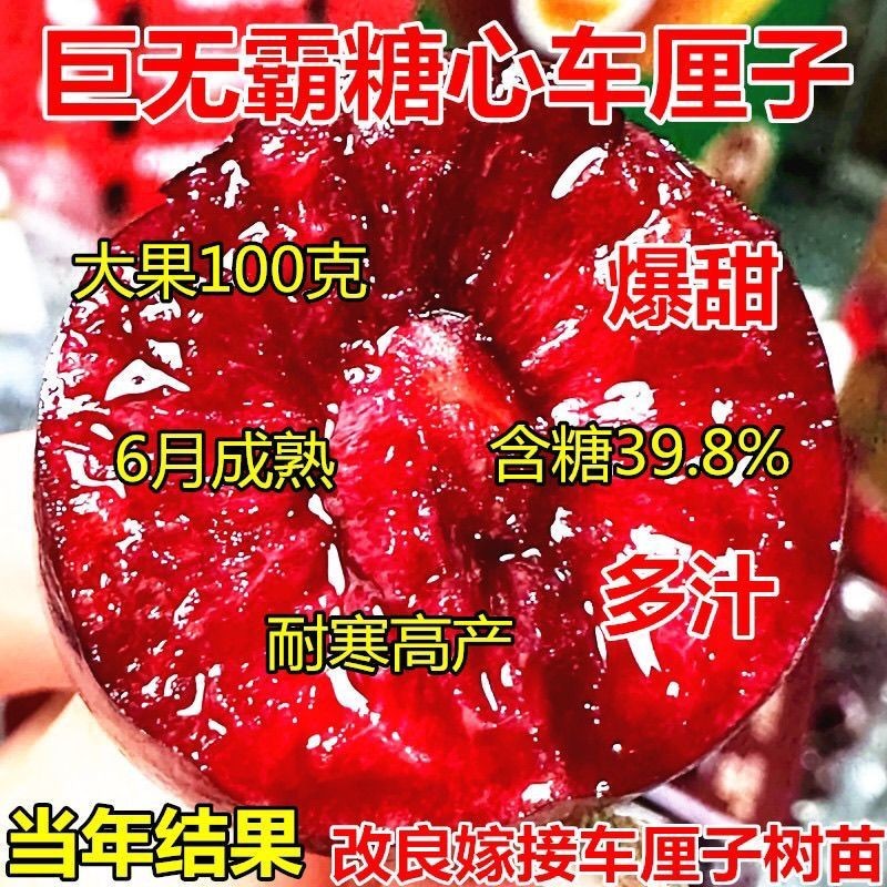 正宗嫁接樱桃树苗新品种车厘子苗南北方盆栽地栽当年结果树苗大全
