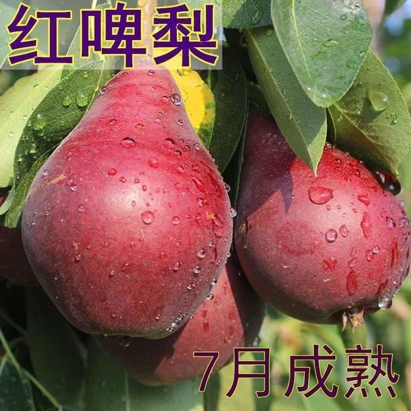 梨树苗红啤梨树苗红啤梨果树苗南方北方种植庭院盆栽地栽水果苗