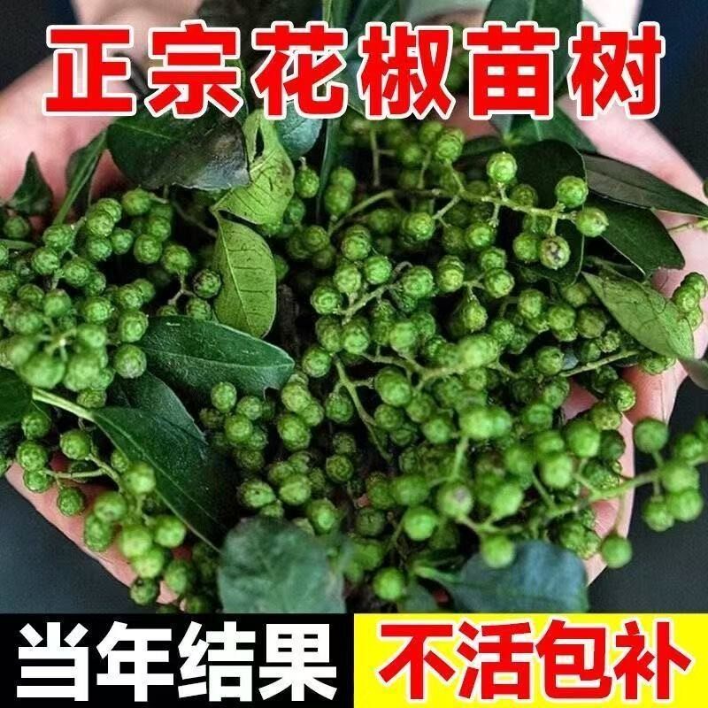 花椒树苗大红袍花椒苗九叶青麻椒藤椒盆栽地栽当年结果南北方种植图片