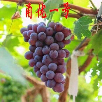 爬藤王葡萄苗甬优1号稔芽