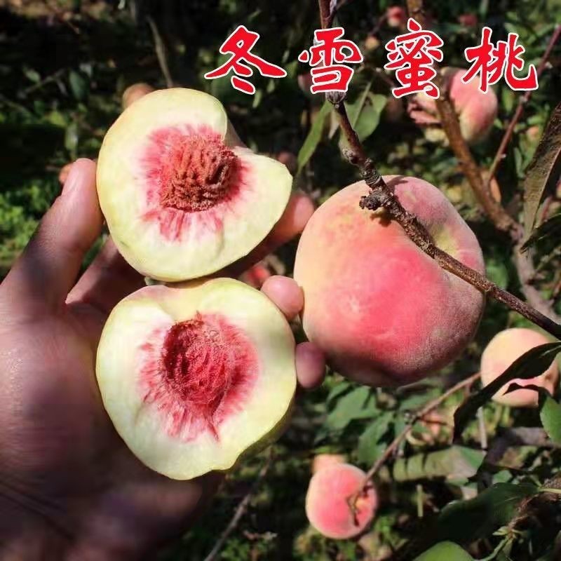 晚熟桃树苗 青州蜜桃树苗 冬雪蜜桃苗 嫁接桃苗南北方种植果树苗