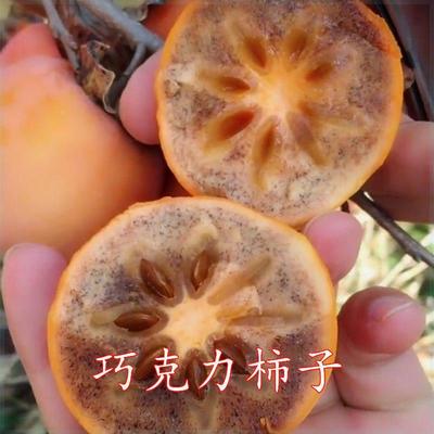 巧克力柿子苗树盆栽嫁接日