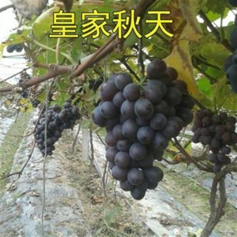 皇家秋天葡萄优质葡萄苗引进品种-皇家秋天葡萄树苗无核葡萄苗