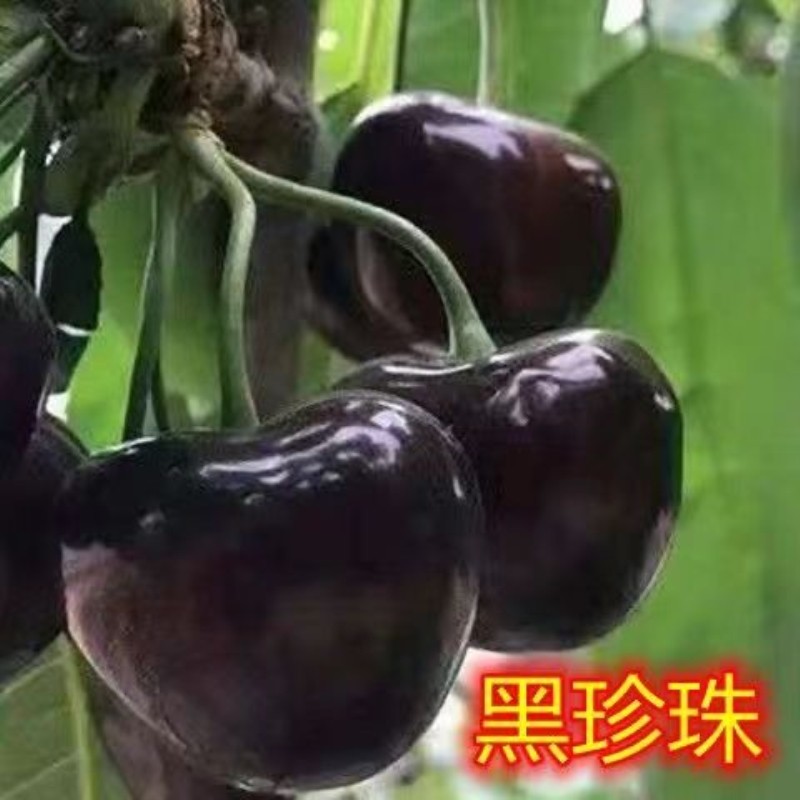 黑珍珠大樱桃树苗 美国车厘子苗 果树苗南北方盆栽地栽种植樱桃苗