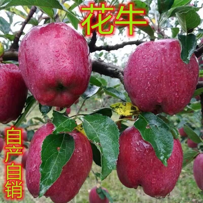 新品种苹果树苗花牛苹果树苗南方北方种植地栽盆栽果树苗当年结果