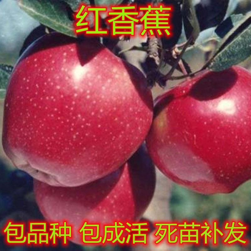 嫁接红香蕉苹果苗星树粉面