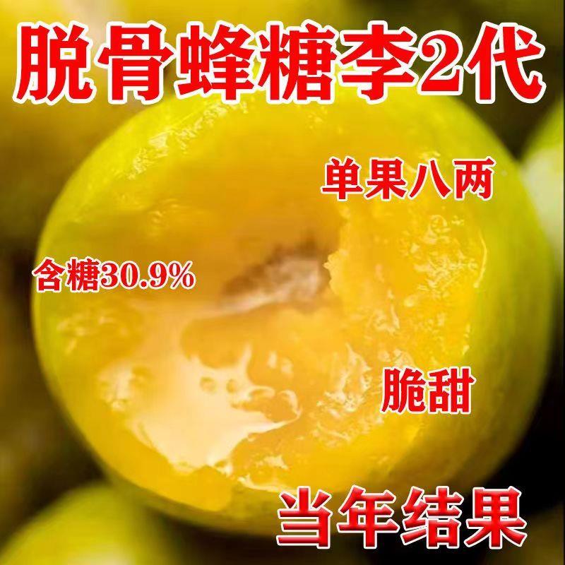 正宗嫁接李子树苗蜂糖二代超甜冰糖李树苗南北方耐寒果树果苗