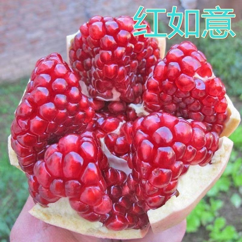 红如意软籽石榴果树南北方庭院别墅地载嫁接甜石榴苗当年开花结果