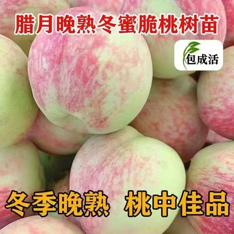晚熟冬桃蜂蜜脆桃新品种正宗嫁接树苗南北方四季种植庭院地载