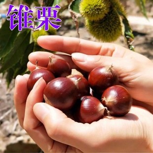 南方锥栗苗 锥栗树苗 尖栗子 建瓯锥栗小板栗树苗 南方北方果树苗