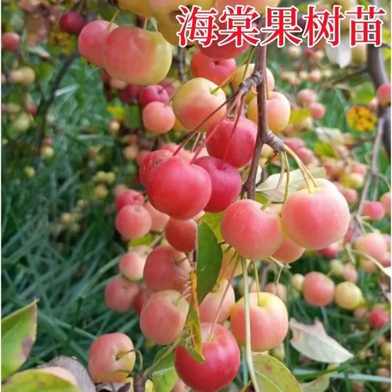 海棠果树海棠树南北方庭院地栽种植盆栽盆景蜜饯当年结果沙果树苗