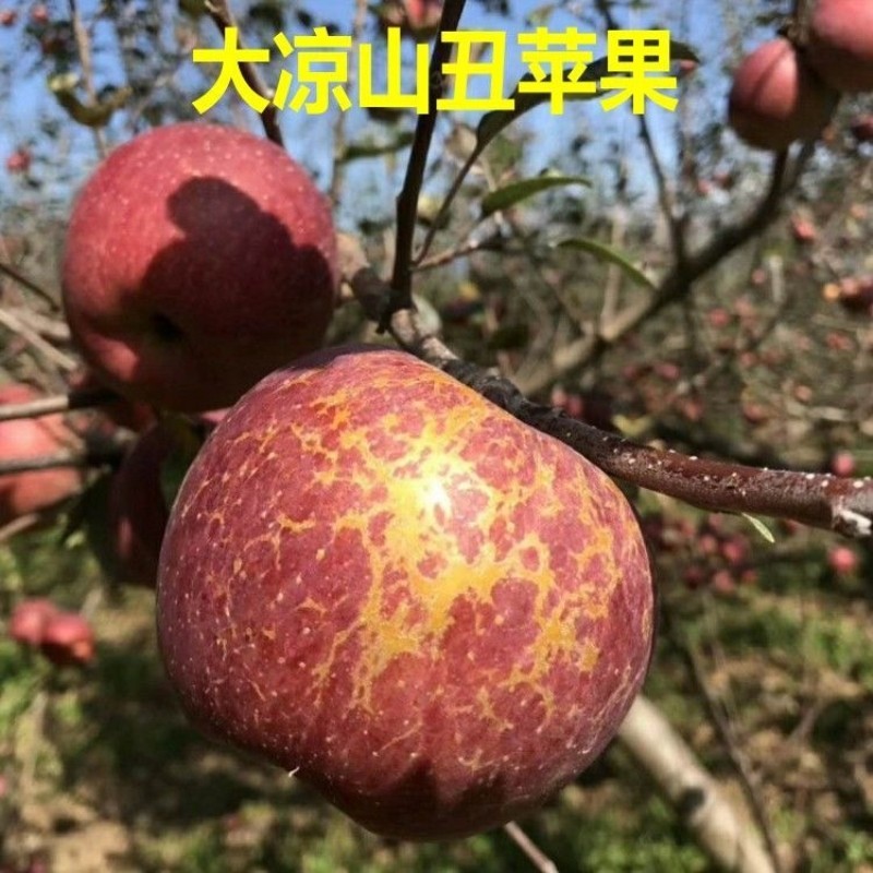 新品种苹果嫁接苗丑苹果树苗脆甜冰糖心苹果苗南北方种植当年结果