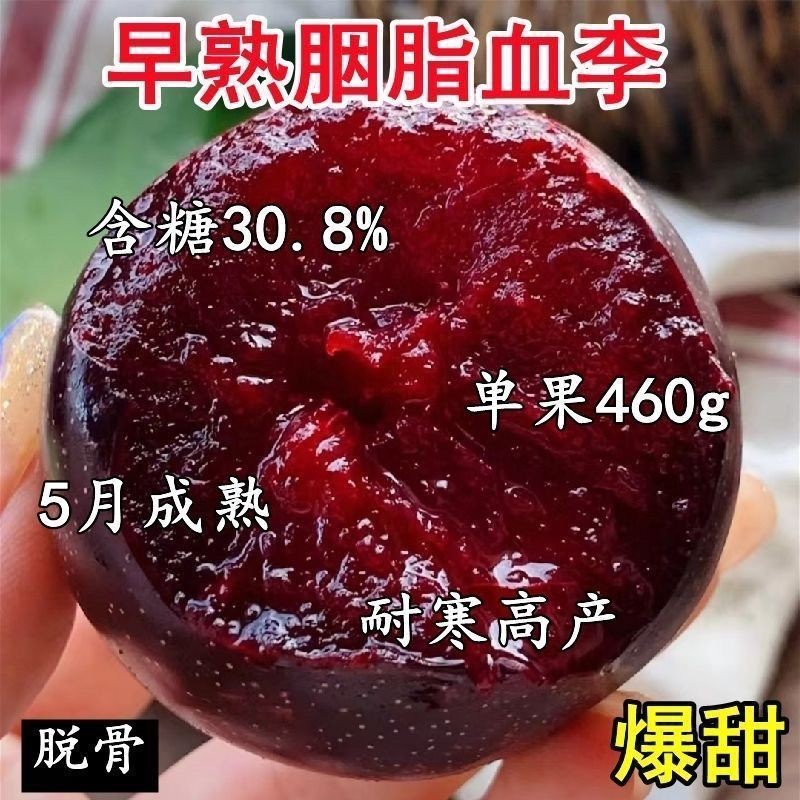 红心李子树苗正宗脱骨大果李子苗耐寒耐旱南北方种植当年结果树苗