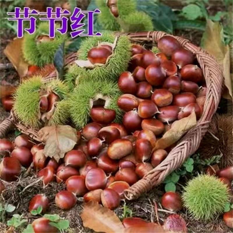 节节红板栗树苗嫁接果苗阳台盆栽果树庭院地载活苗南北方种植