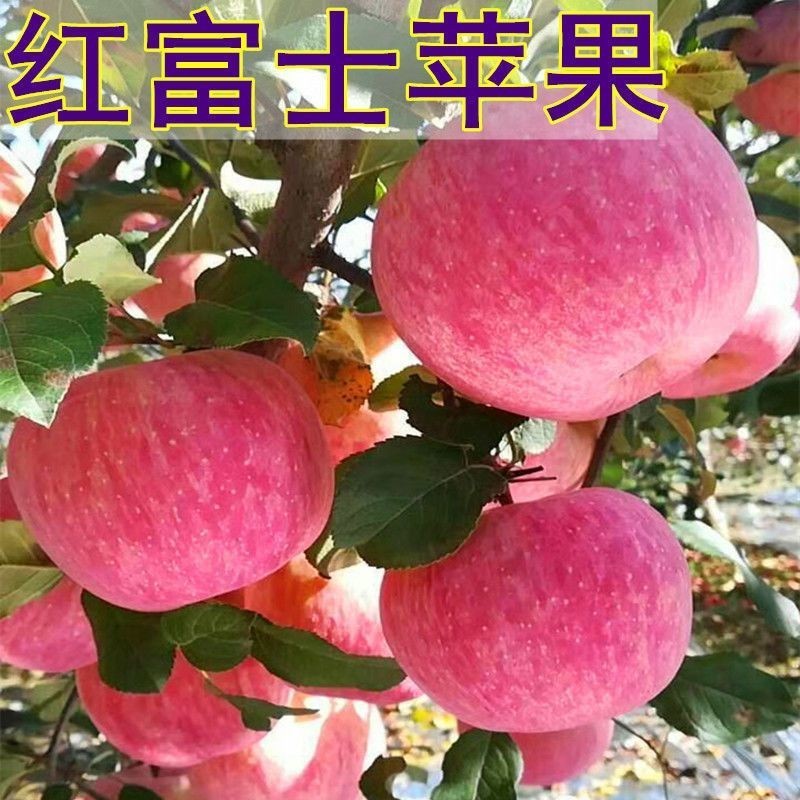 红富士脆甜苹果树苗嫁接苹果苗全国四季种植高产易活当年结果