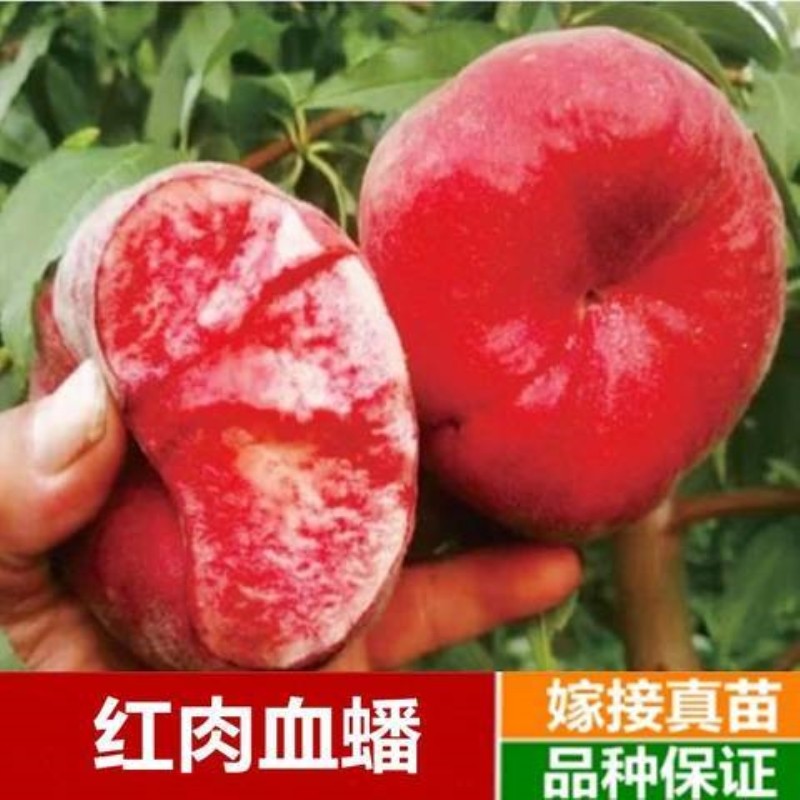 果树苗嫁接桃正宗红肉血