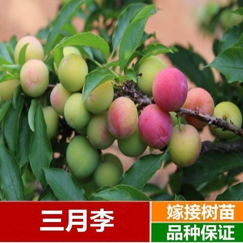 早熟三月李子树苗晚熟早熟脆红李嫁接李子苗蜂糖李南北方当年