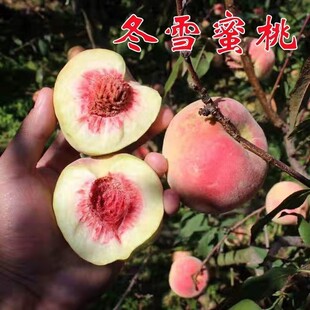 晚熟桃树苗 青州蜜桃树苗 冬雪蜜桃苗 嫁接桃苗南北方种植果树苗