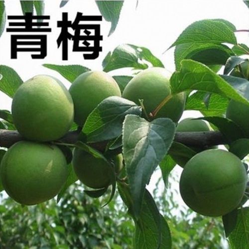 正宗嫁接青梅果梅乌梅树苗盆栽地栽酸梅子南北方种植庭院果树苗