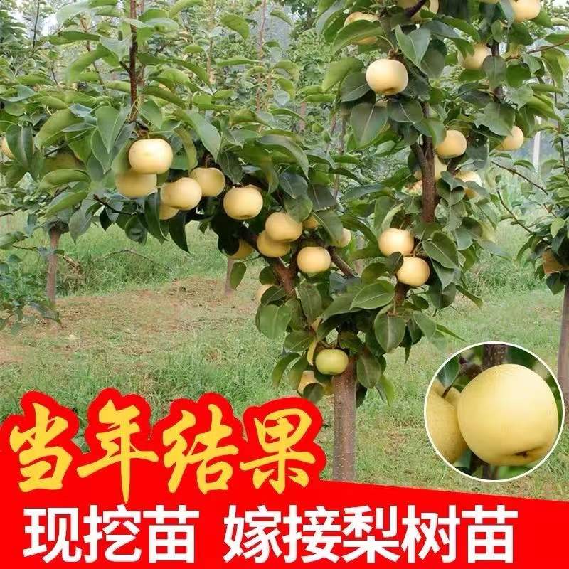 梨苗梨树苗嫁接苗果黄金