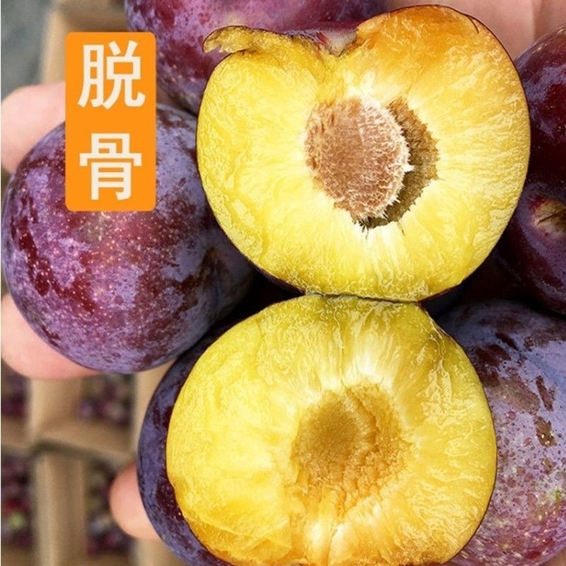 四川汶川晚熟脆红李树苗脱骨李树苗脆红李嫁接苗红脆李树苗李子苗