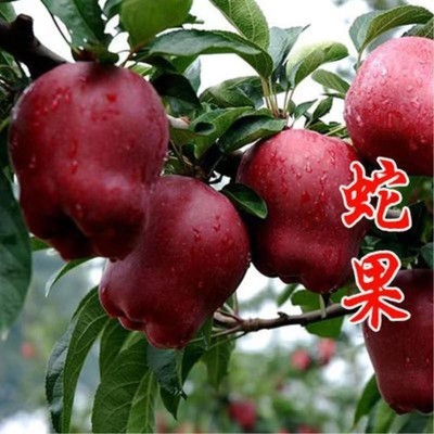 新品种蛇果苹果树苗嫁接正宗树苗苹果苗南方北方种植盆栽地栽