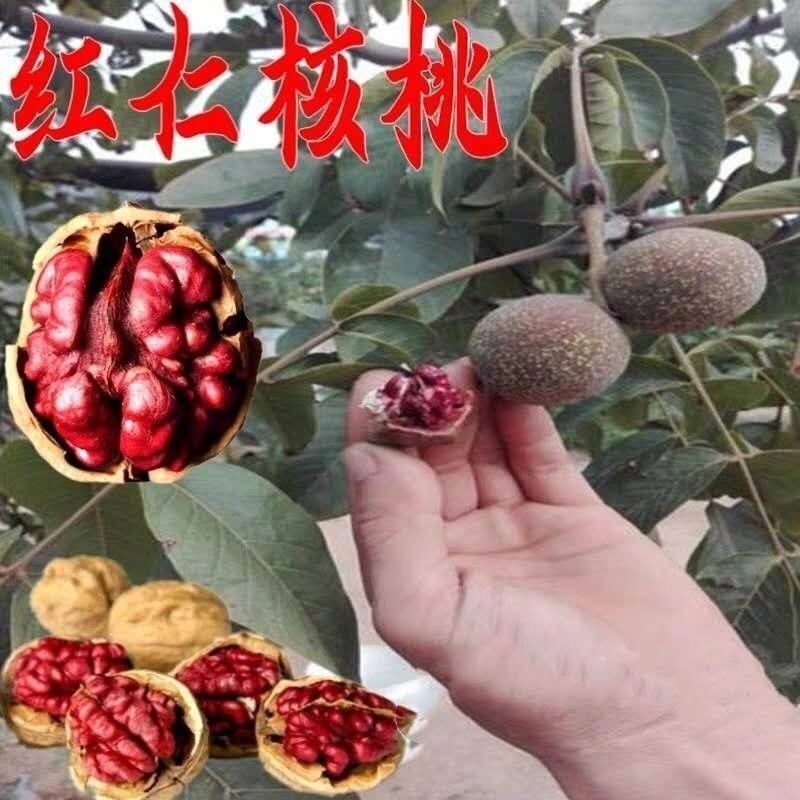 新品种纸皮红瓤核桃苗嫁接苗薄皮红仁核桃树苗南北方种植当年结果图片