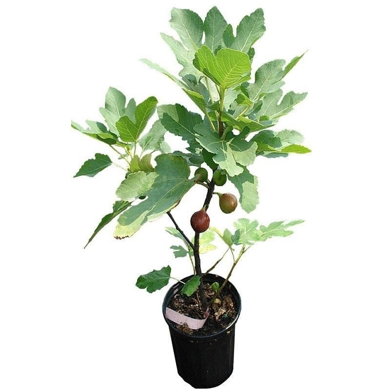 可盆栽地果树苗无花新疆早