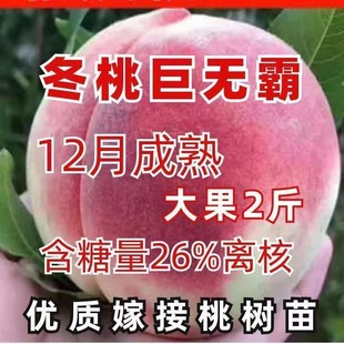 晚熟桃树巨型冬桃树苗果树苗中华特大桃王云南冬桃树苗四季新品种