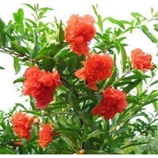 四季观赏发货盆栽重瓣花石榴树苗牡丹花石榴日本翠叶月季石榴花苗