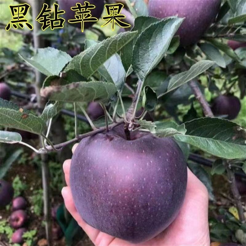 新品种黑钻苹果苗黑钻石苹果树苗四季北方南方室内室外地盆栽地栽