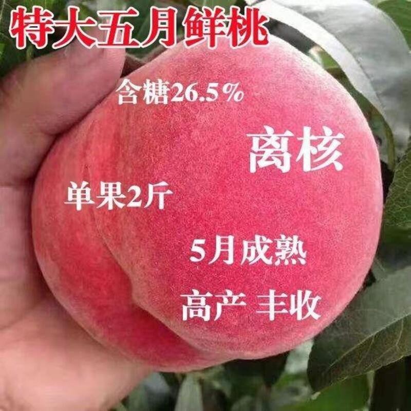 五月桃树苗嫁接早熟桃树苗新品种超甜南方北方种植当年结果苗