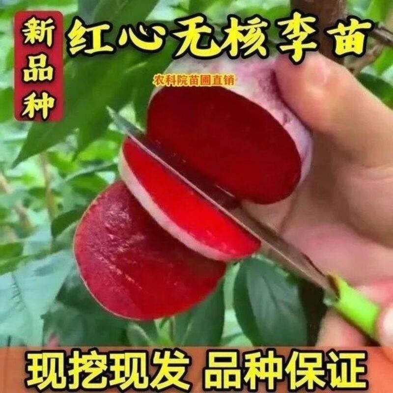 嫁接新品种无核红心甜脆巨王李子树苗特南方北方四季种植当年结果