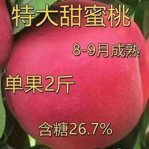 特大甜蜜桃嫁接果树苗新品种特大冬桃苗南北方种植地栽当年结果
