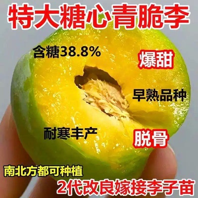 特大糖心青脆李子树苗嫁接脆甜李子苗南北方种植当年结果