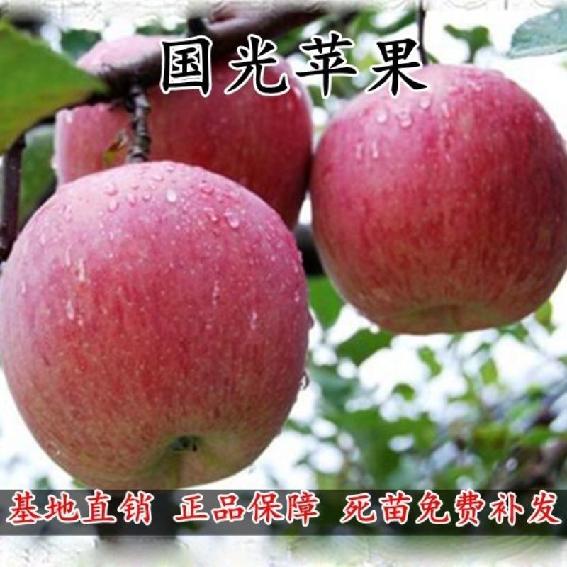 国光苹果树苗嫁接庭院盆栽