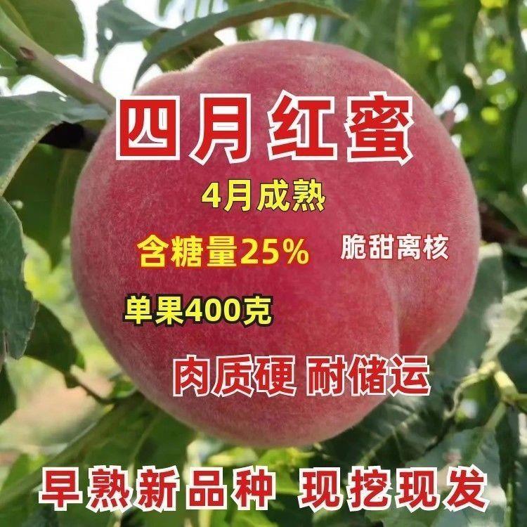早熟四月香蜜桃树苗果树苗盆栽地栽南北方种植当年结果新果树果苗
