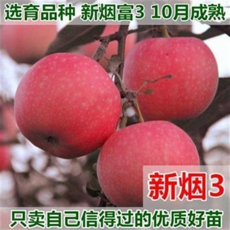 矮化新烟富3号苹果树苗嫁接苗早熟晚熟红富士苹果苗地栽当年结果