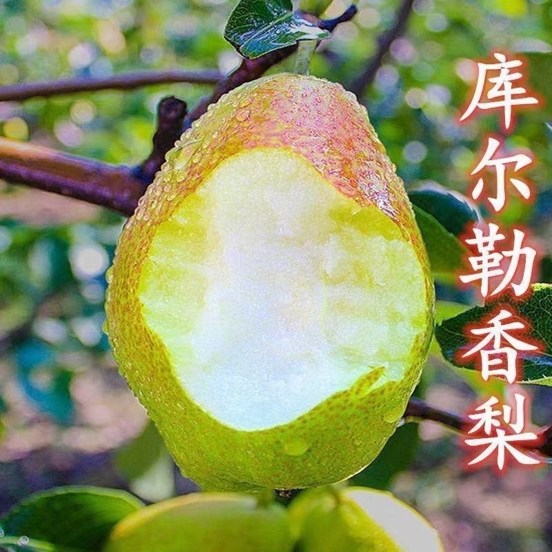 库尔勒香梨耐寒品种梨树苗南方北方种植甜度高糖粉足当年结果超甜