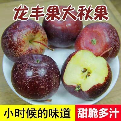 新品种龙丰果树苗嫁接小沙果树苗东北大秋果苗耐寒北方小苹果树苗