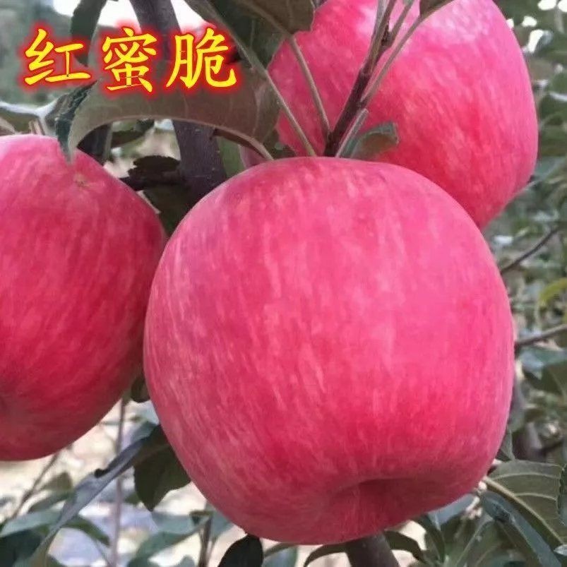 红蜜脆苹果苗庭院果园南北种植嫁接红蜜脆苹果树苗地栽盆栽耐寒