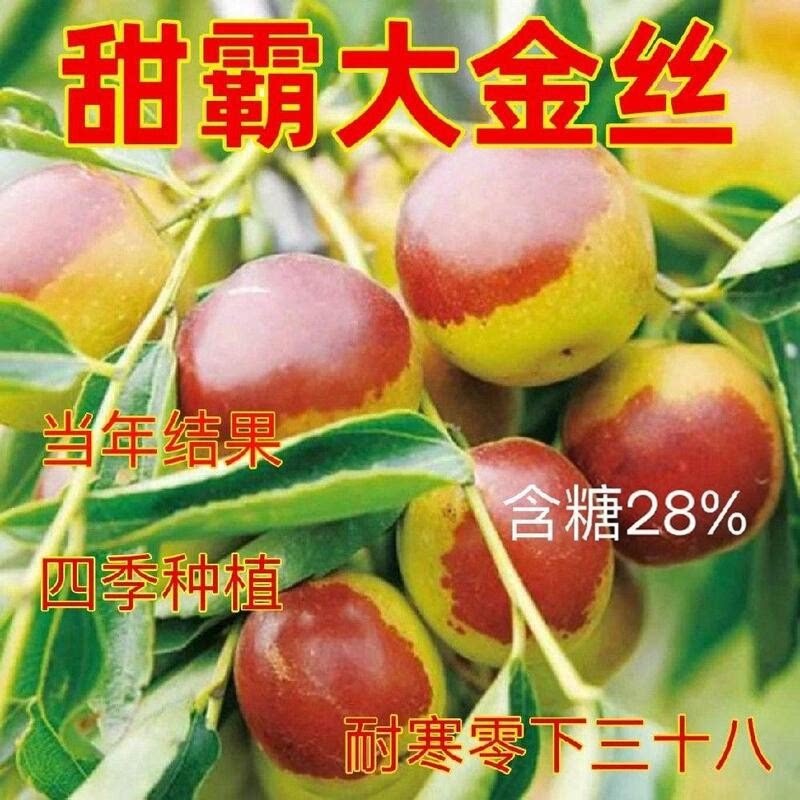 甜霸大金丝枣树苗甜枣冬枣红枣抗寒耐旱盆栽地栽南北方种植果树苗