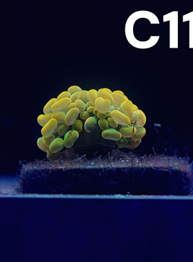 人工分枝单头天花板金榔头(金豆子)【图片仅供参考】海缸珊瑚