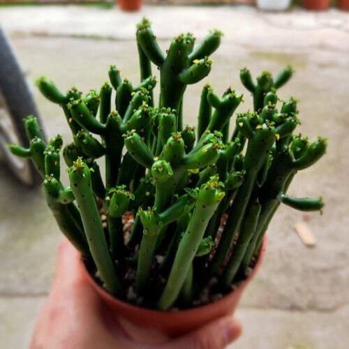 光棍树多肉植物 彭珊瑚绿植花卉小盆栽 室内办公室桌面大颗