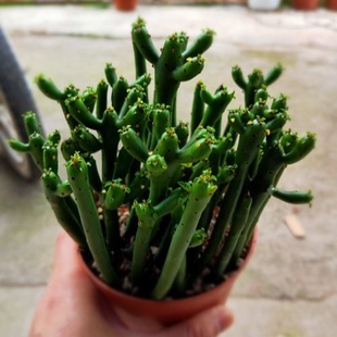 光棍树多肉植物 彭珊瑚绿植花卉小盆栽 室内办公室桌面大颗