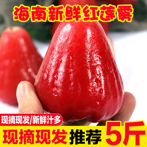 海南黑珍珠莲雾热带莲雾果水果孕妇仙女果清甜多汁黑莲雾精刚莲雾
