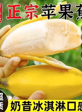 正宗海南苹果蕉新鲜皇帝米蕉粉糯香甜薄香蕉芭蕉高山苹果蕉非顺丰