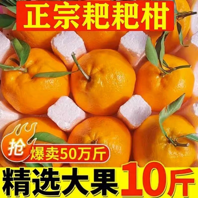 四川春见耙耙柑特新鲜现摘柑橘子整箱10斤桔子水果粑粑柑柑橘大果