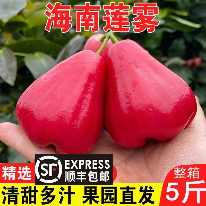 海南三亚黑金刚珍珠莲雾热带水果孕妇仙女果整箱3/5斤装非顺丰包